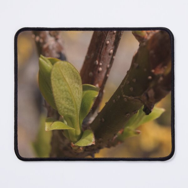Item preview, Delicate Emerging Fruit Tree Buds Macro - Spring Awakening designed and sold by vikko-art.