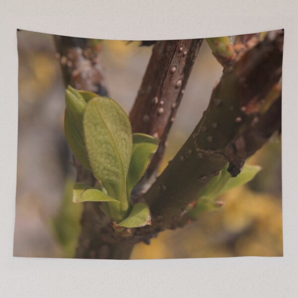 Item preview, Delicate Emerging Fruit Tree Buds Macro - Spring Awakening designed and sold by vikko-art.