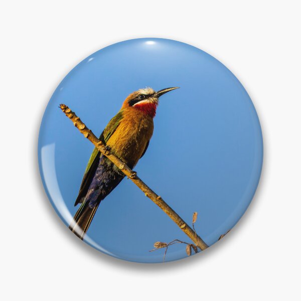 Item preview, White-fronted Bee-eater - Multicoloured African Bird Blue Sky Photography, Kruger National Park designed and sold by Johnathan Robinson Photography.