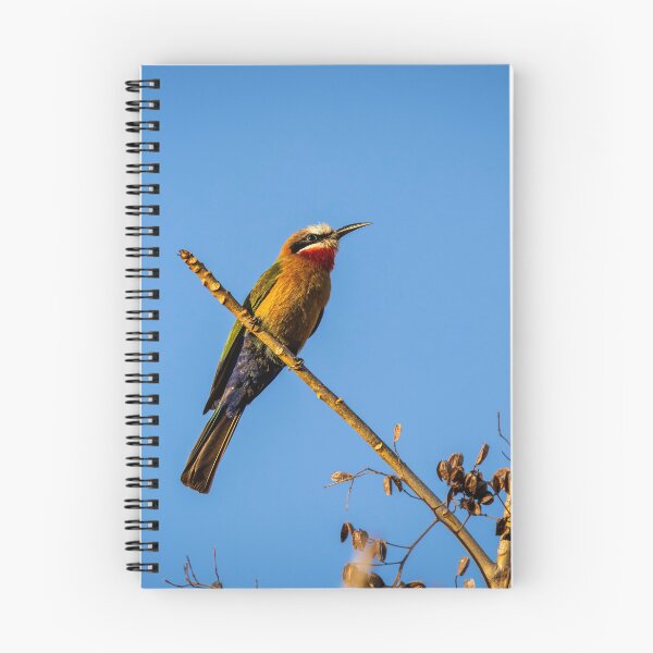 Item preview, White-fronted Bee-eater - Multicoloured African Bird Blue Sky Photography, Kruger National Park designed and sold by Johnathan Robinson Photography.