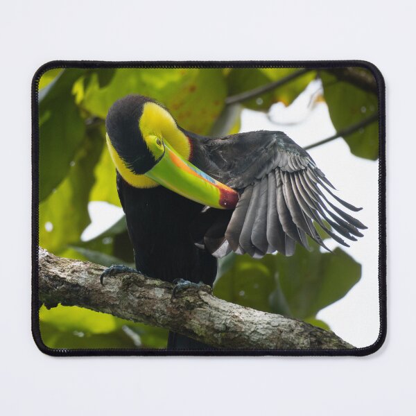 Item preview, Rainbow Bill – Keel-Billed Toucan Preening on Branch, Costa Rica Wildlife Photography designed and sold by WildFrameNature.