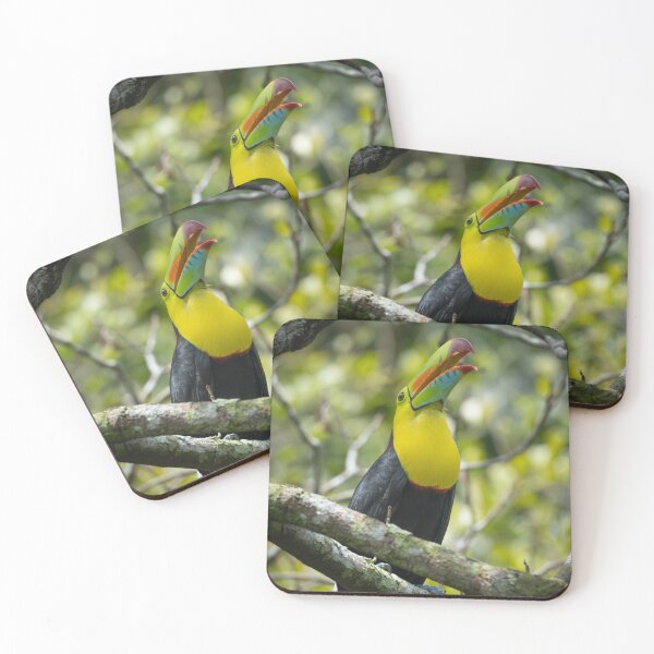 Item preview, Open Call – Keel-Billed Toucan Calling with Bill Wide Open, Costa Rica Wildlife Photography designed and sold by WildFrameNature.