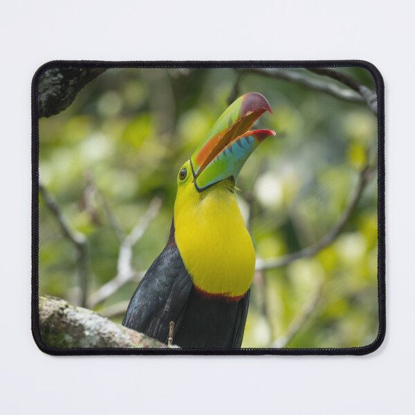 Item preview, Open Call – Keel-Billed Toucan Calling with Bill Wide Open, Costa Rica Wildlife Photography designed and sold by WildFrameNature.