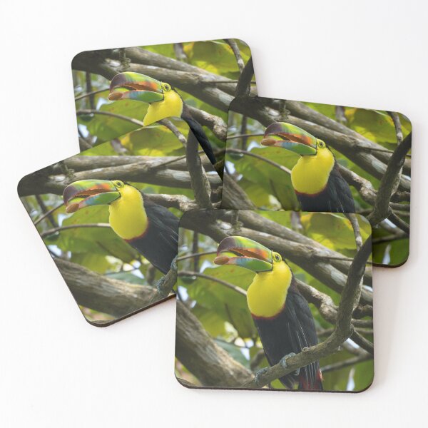 Item preview, Nut Cracker – Keel-Billed Toucan Holding Food in Bill, Costa Rica Wildlife Photography designed and sold by WildFrameNature.