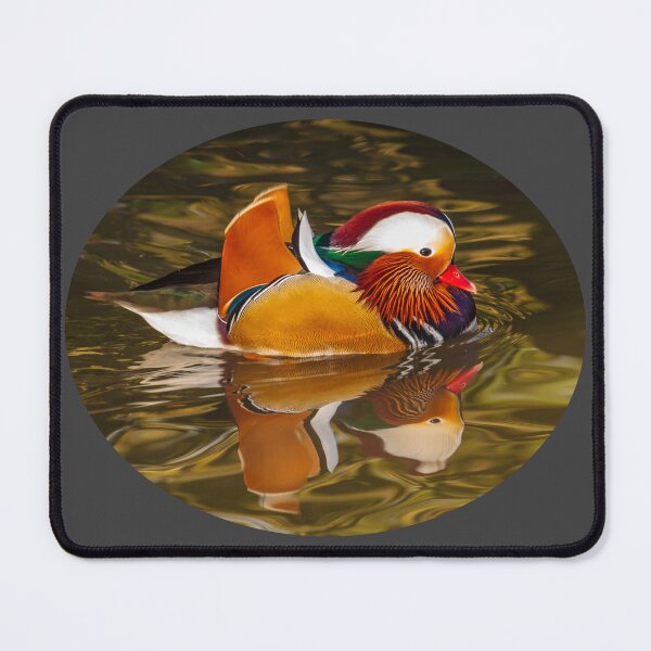 Item preview, Mandarin Duck designed and sold by Dalyndigital Photography.