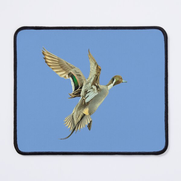 Item preview, Jumping  Pintail drake designed and sold by Dalyndigital Photography.