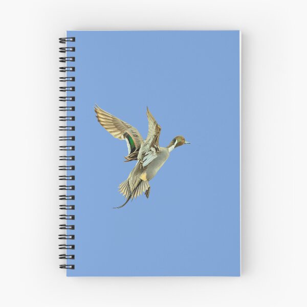 Item preview, Jumping  Pintail drake designed and sold by Dalyndigital Photography.