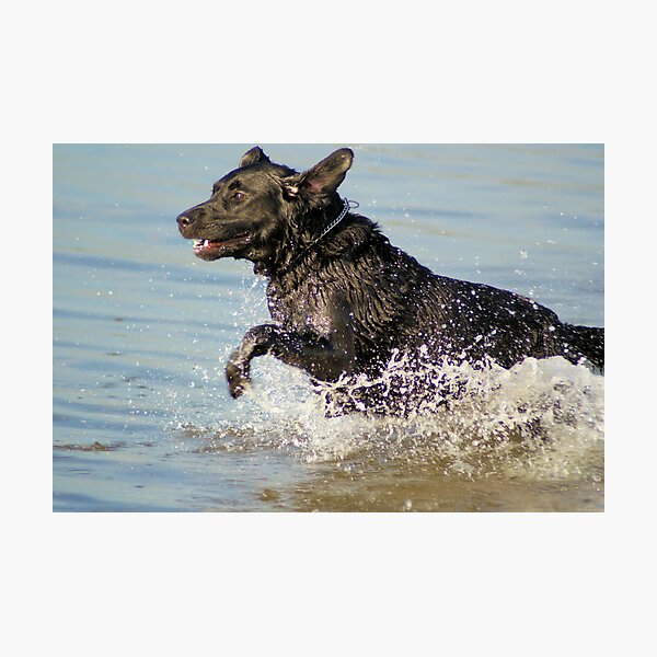 Item preview, A labrador seal designed and sold by theheijt.