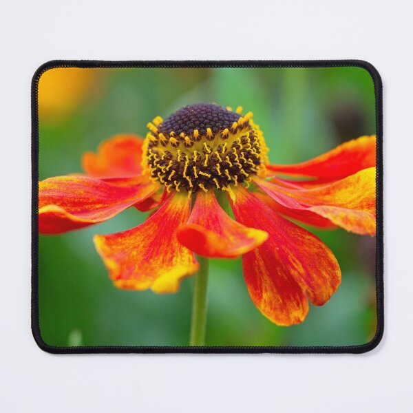 Item preview, Helenium flower designed and sold by Stephen Jarman.