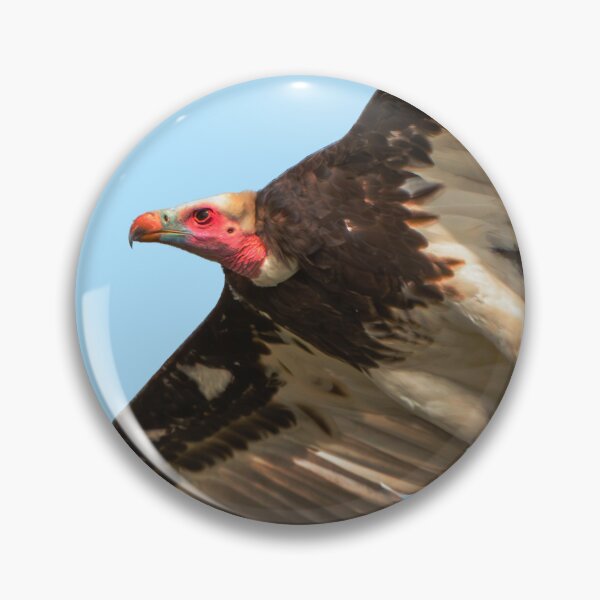 Item preview, White-faced Vulture in flight designed and sold by Dalyndigital Photography.