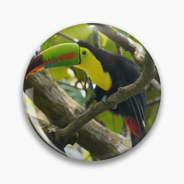 Item preview, Jungle Jewel – Keel-Billed Toucan Perched in Tropical Tree, Costa Rica Wildlife Photography designed and sold by WildFrameNature.