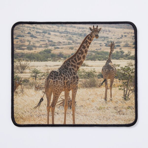Item preview, Giraffes designed and sold by Antofaiphotos.
