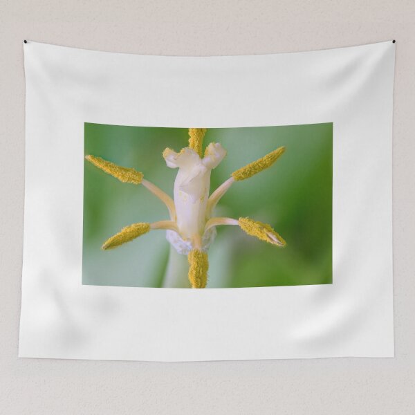 Item preview, Close-up of the pistil and stamens of an Tulip on black background designed and sold by IgorKovalenko.