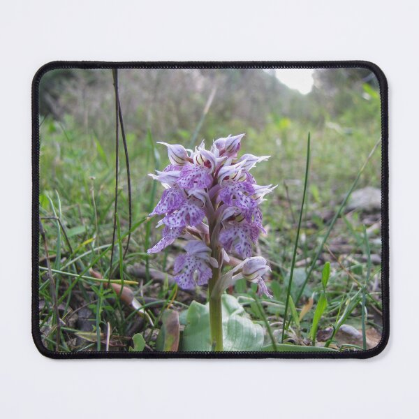 Item preview, Wild Purple Orchid Blooming in Grassy Meadow Close-Up With Speckled Petals and Green Leaves designed and sold by Nmallia.
