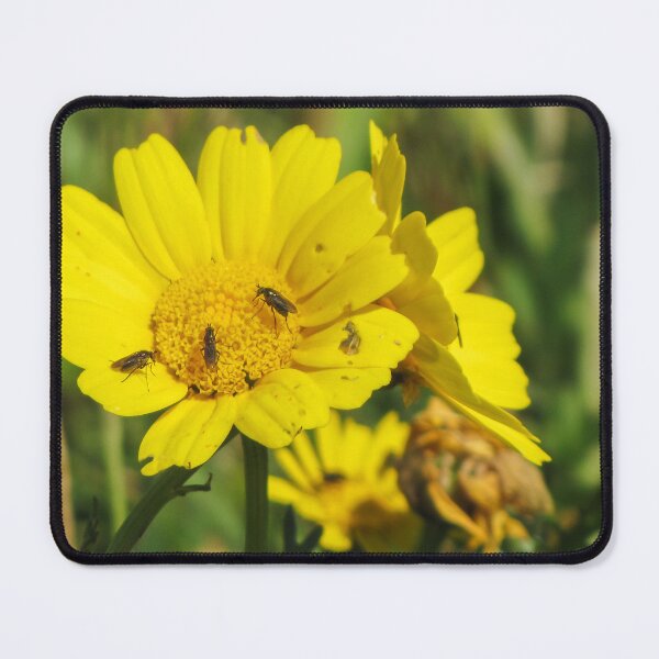 Item preview, Yellow Daisy With Small Insects Feeding on Pollen Close-Up Macro Wildflower Pollination Scene designed and sold by Nmallia.