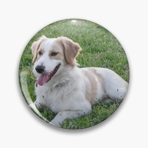 Item preview, Happy White and Tan Dog Lying on Green Grass in Park on Sunny Day designed and sold by Nmallia.