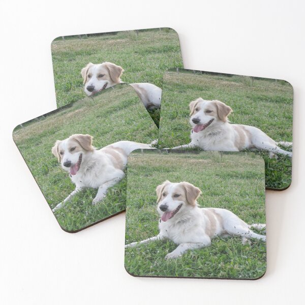 Item preview, Happy White and Tan Dog Lying on Green Grass in Park on Sunny Day designed and sold by Nmallia.