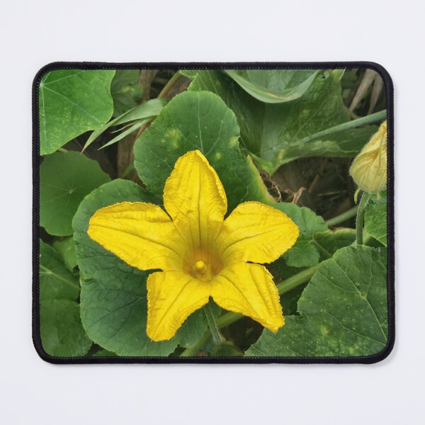 Item preview, Yellow Squash Blossom Macro designed and sold by LavaAndLight.