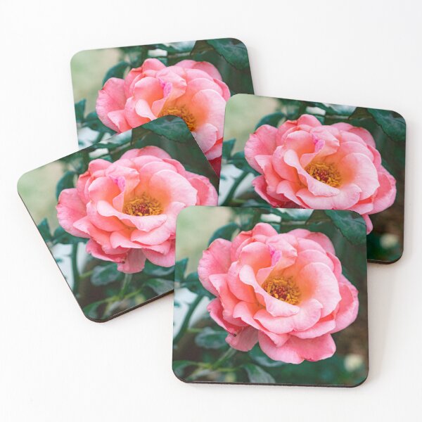 Item preview, Soft Pink Rose Bloom – Romantic Garden Flower Photography designed and sold by PYGLegacy.
