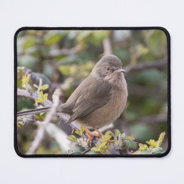 Item preview, Dartford Warbler designed and sold by LaurenTucker.