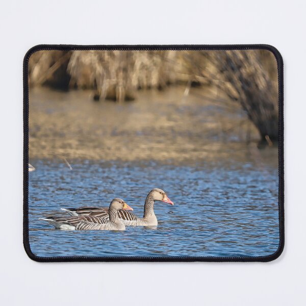 Item preview, A pair of wild geese on a pond in early spring. designed and sold by NaturePhotography.