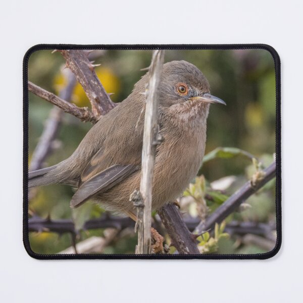 Item preview, Dartford Warbler designed and sold by LaurenTucker.