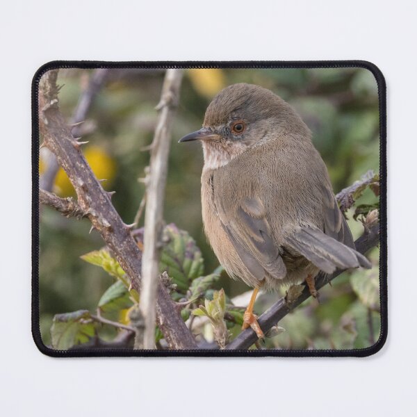 Item preview, Dartford Warbler designed and sold by LaurenTucker.