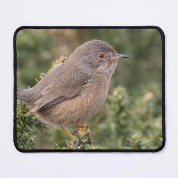 Item preview, Dartford Warbler designed and sold by LaurenTucker.