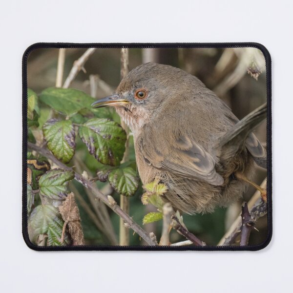 Item preview, Dartford Warbler designed and sold by LaurenTucker.