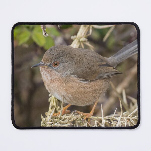 Item preview, Dartford Warbler designed and sold by LaurenTucker.