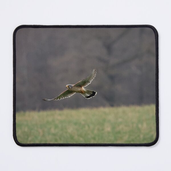 Item preview, Kestrel in flight with outstretched wings designed and sold by nikkysDesigns.