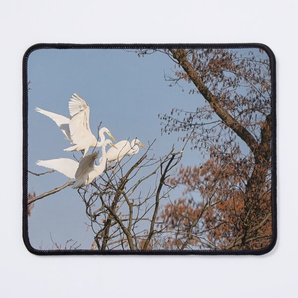 Item preview, Herons on a leafless tree during mating season. designed and sold by NaturePhotography.