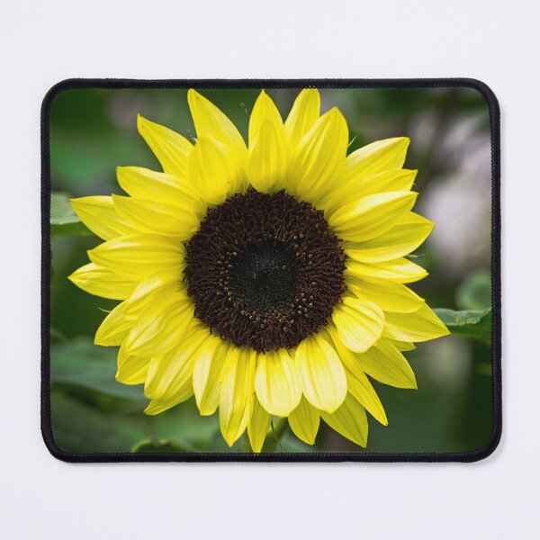 Item preview, Sunflower designed and sold by Stephen Jarman.