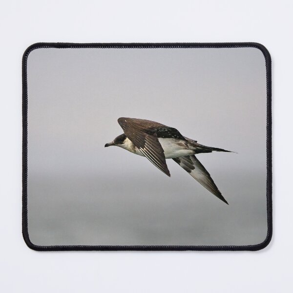 Item preview, Parasitic Jaeger designed and sold by Stephen Jarman.