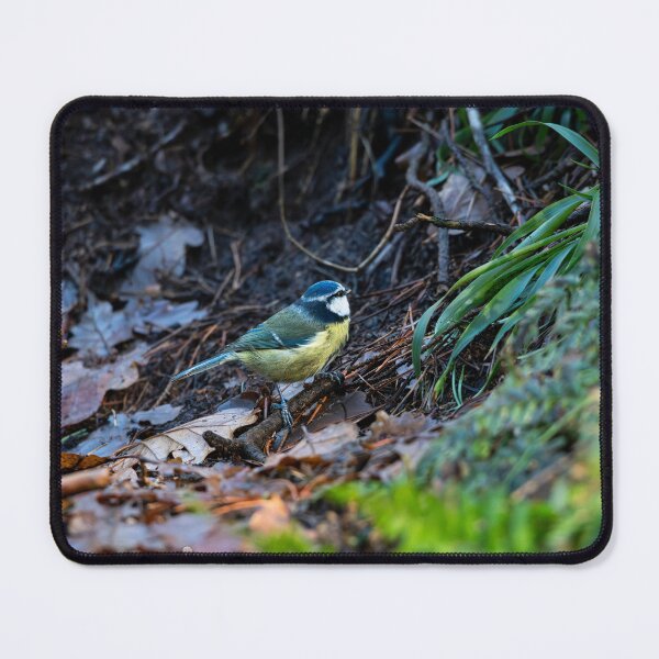 Item preview, Blue tit in damp woodland designed and sold by Stephen Jarman.