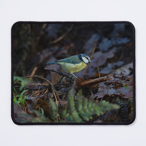 Item preview, Blue tit stands on damp fallen branch in woodland v2 designed and sold by Stephen Jarman.