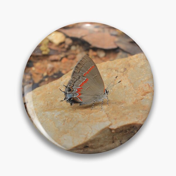 Item preview, Red-banded Hairstreak Butterfly on Stone – Nature Photography designed and sold by Blossom-Breeze.