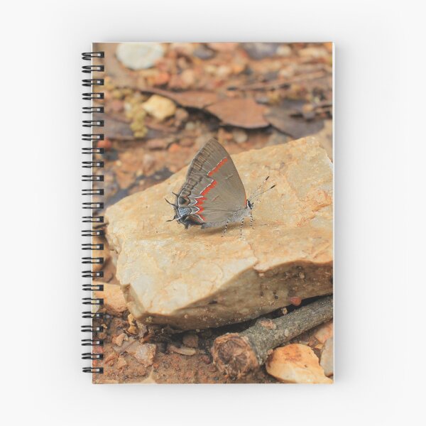 Item preview, Red-banded Hairstreak Butterfly on Stone – Nature Photography designed and sold by Blossom-Breeze.