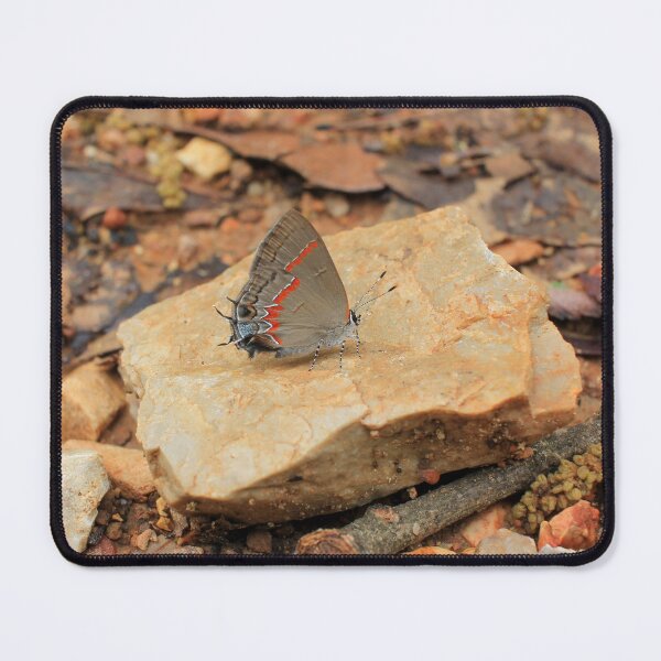Item preview, Red-banded Hairstreak Butterfly on Stone – Nature Photography designed and sold by Blossom-Breeze.