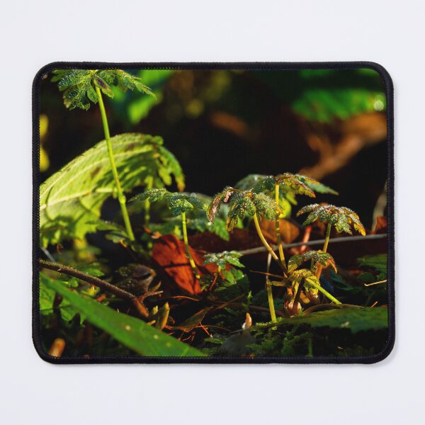 Item preview, Forest floor scene designed and sold by Stephen Jarman.