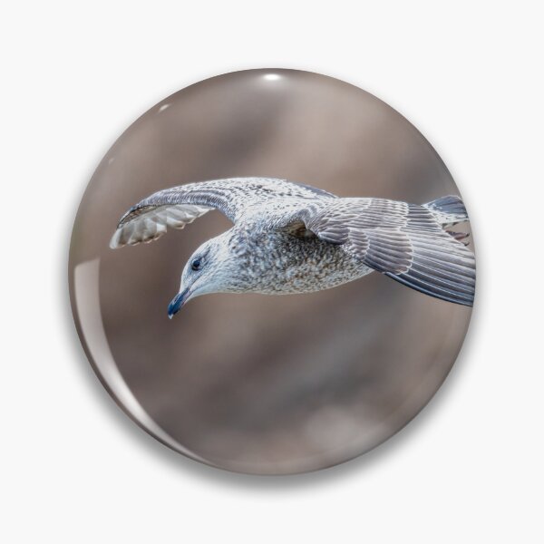 Item preview, Juvenile gull in flight designed and sold by Stephen Jarman.