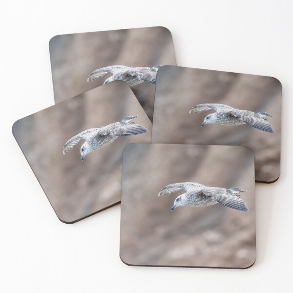 Item preview, Juvenile gull in flight designed and sold by Stephen Jarman.