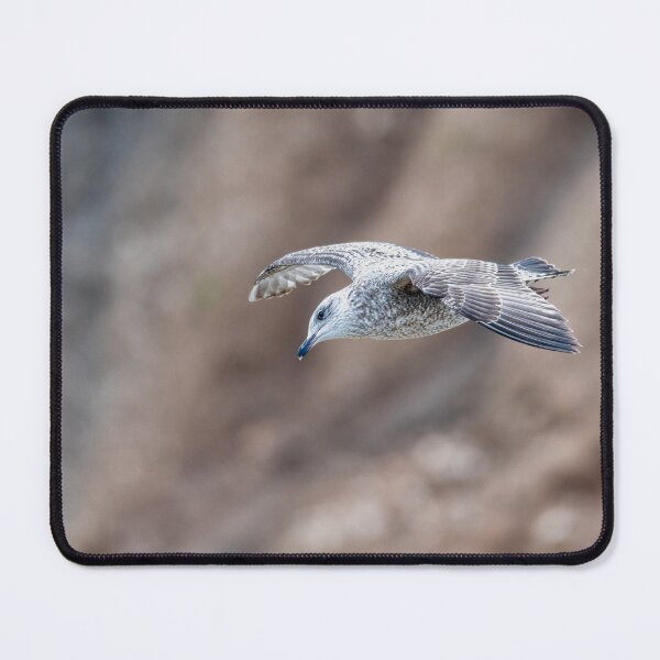 Item preview, Juvenile gull in flight designed and sold by Stephen Jarman.