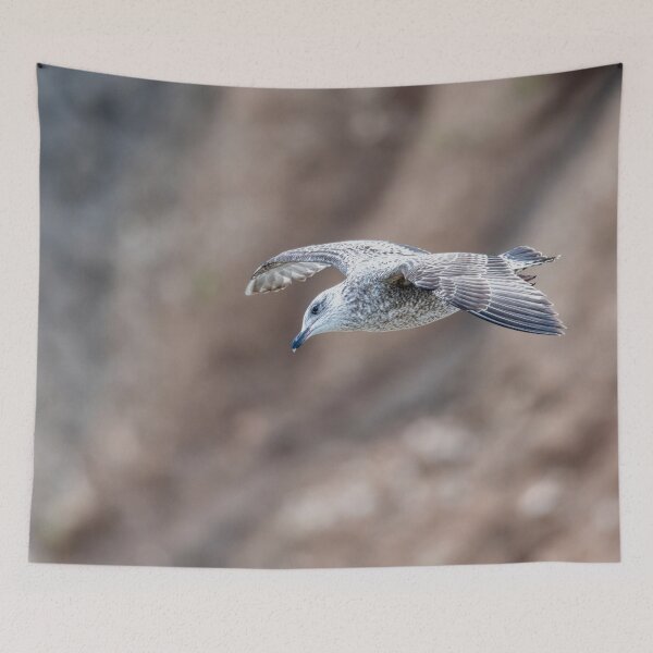 Item preview, Juvenile gull in flight designed and sold by Stephen Jarman.