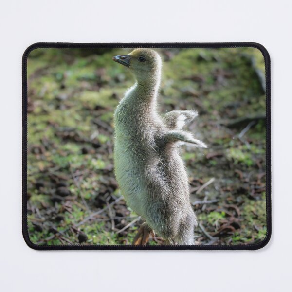 Item preview, Gosling dance designed and sold by Stephen Jarman.