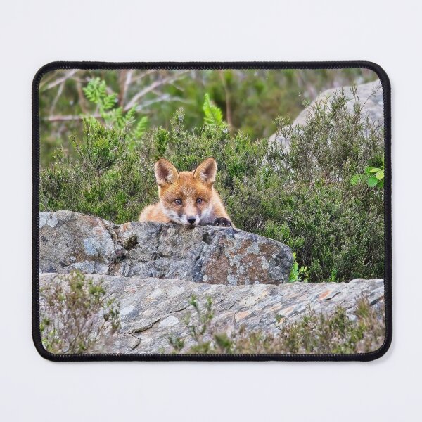 Item preview, Fox cub laying on a rock designed and sold by Stephen Jarman.