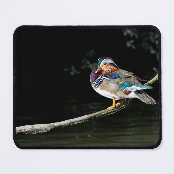 Item preview, Male Mandarin duck designed and sold by Stephen Jarman.