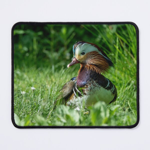 Item preview, Male Mandarin duck designed and sold by Stephen Jarman.
