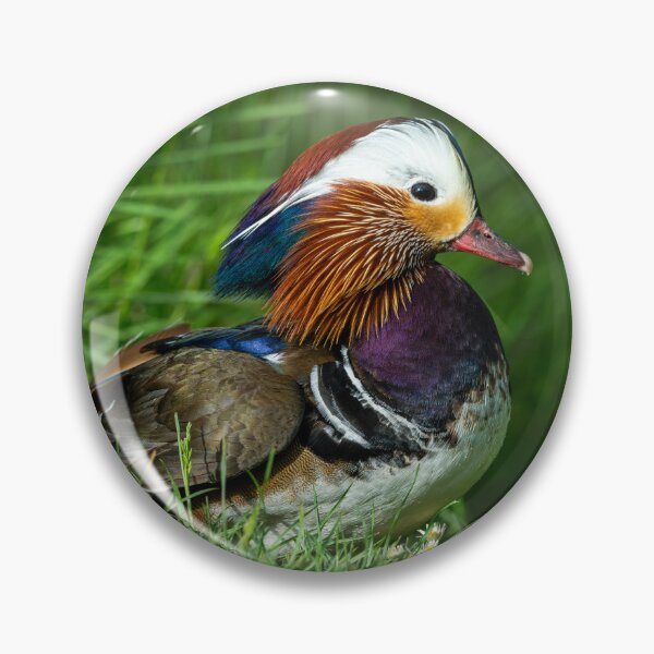 Item preview, Male Mandarin duck  designed and sold by Stephen Jarman.