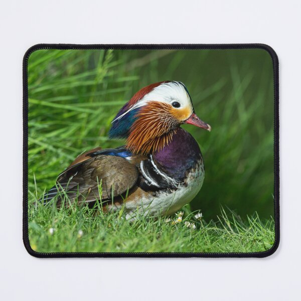 Item preview, Male Mandarin duck designed and sold by Stephen Jarman.